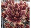 Sempervivum ANDINN LAMBO