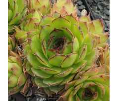 Sempervivum ANDINN MY DARLING