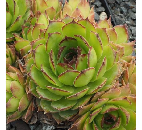 Sempervivum ANDINN MY DARLING