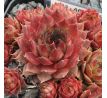 Sempervivum APANTSCHI