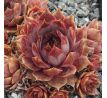 Sempervivum ATHEN