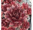 Sempervivum AUGENSTERN