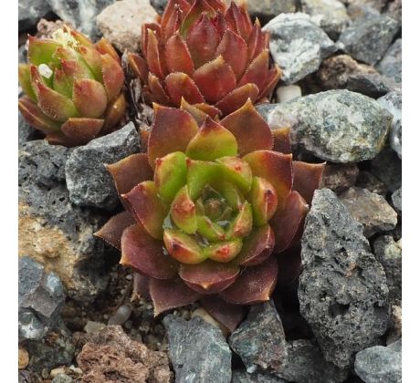 Sempervivum AZRAEL