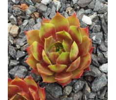 Sempervivum NANGA PARBAT