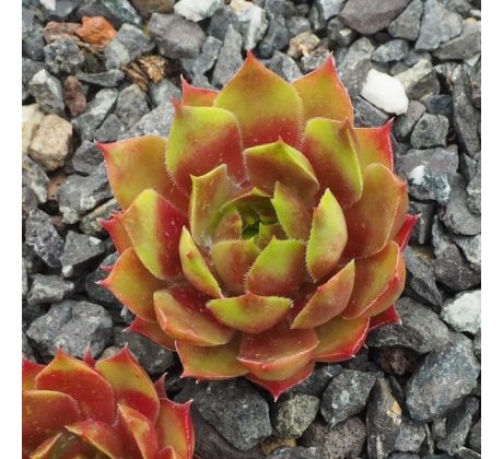 Sempervivum NANGA PARBAT