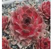 Sempervivum BLACK CLARET