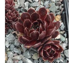 Sempervivum BLACK PEARL