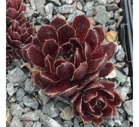 Sempervivum BLACK PEARL