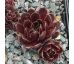 Sempervivum BLACK PEARL