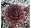 Sempervivum BLACK ROUGE