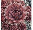 Sempervivum BLAUES BLUT