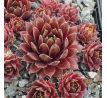 Sempervivum BLAZING MORNING STAR