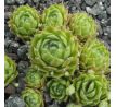 Sempervivum CAECILIA