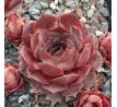 Sempervivum BLUE M82