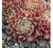 Sempervivum FIRMAMENT