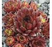 Sempervivum FLAMMENSCHWERT