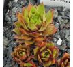 Sempervivum FREE SPIRIT