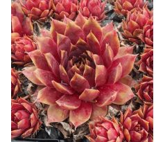 Sempervivum FUEGO