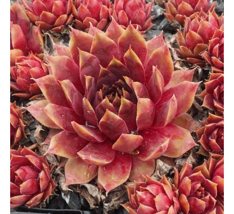 Sempervivum FUEGO