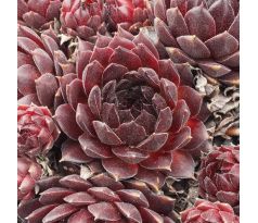 Sempervivum GABRIELLE