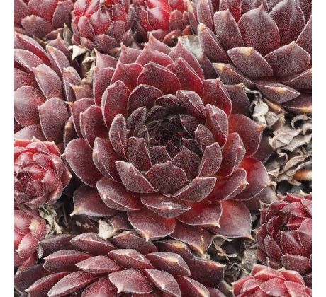 Sempervivum GABRIELLE