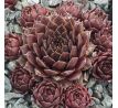 Sempervivum GARGAMEL