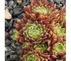 Sempervivum GEORGETTE