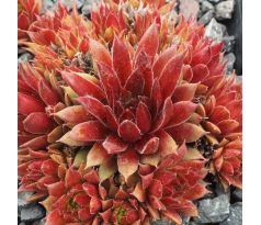 Sempervivum GERTY