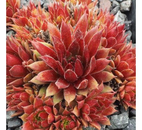 Sempervivum GERTY