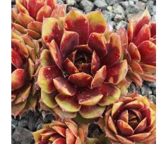 Sempervivum GERVAISE