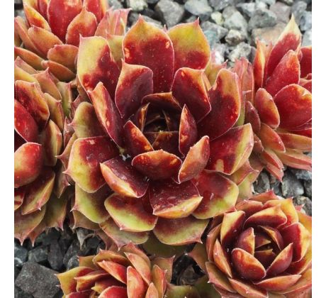 Sempervivum GERVAISE