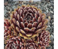 Sempervivum GINNIE`S DELIGHT