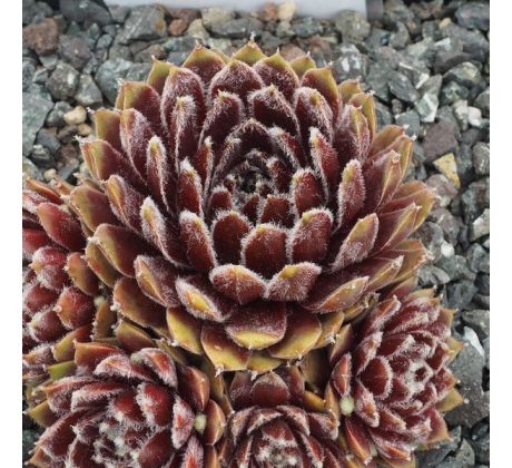 Sempervivum GINNIE`S DELIGHT