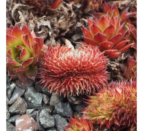 Sempervivum GLÜCKSKINDER