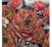 Sempervivum GREY STAR