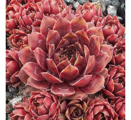 Sempervivum GRUAUD LAROSE