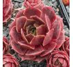 Sempervivum GRÜNRAND