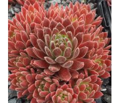 Sempervivum GUMMIBÄRCHEN