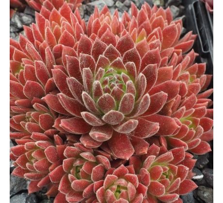 Sempervivum GUMMIBÄRCHEN