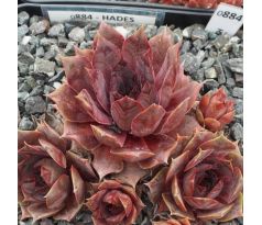 Sempervivum HADES