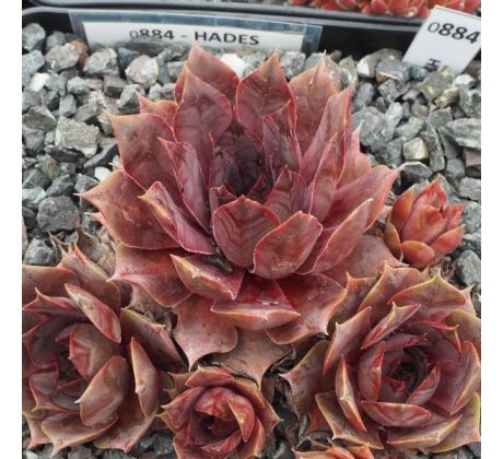 Sempervivum HADES