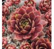 Sempervivum HANNE