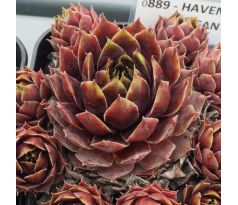 Sempervivum HAVENDIJKER ELEGANT