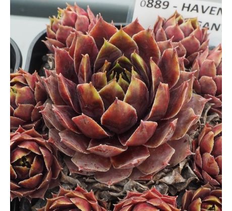 Sempervivum HAVENDIJKER ELEGANT