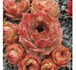 Sempervivum HAVENDIJKS BROWN TIP