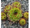 Sempervivum ANDINN ANDRAS