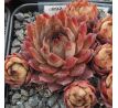 Sempervivum HAVENDIJKS TIGER