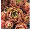 Sempervivum HEIKE