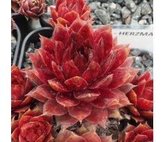 Sempervivum HERZMAGNET