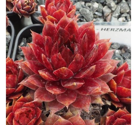 Sempervivum HERZMAGNET